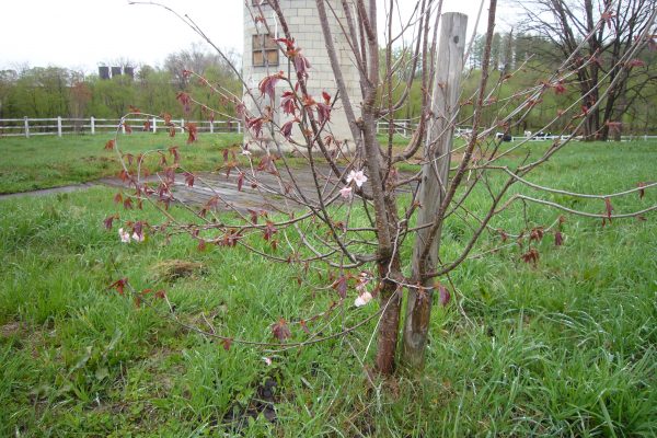 八千代公共育成牧場で桜の植樹を行いました